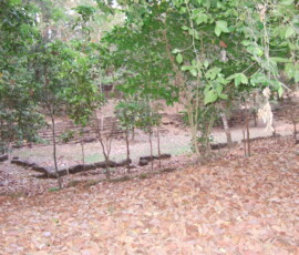 Phimeanakas / ピミアナカス