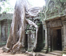 Ta Prohm / タ・プローム