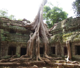 Ta Prohm / タ・プローム