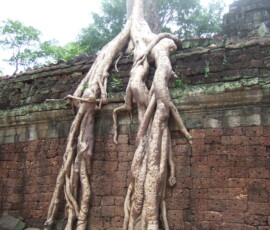 Ta Prohm / タ・プローム