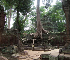 Ta Prohm / タ・プローム