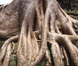 Ta Prohm / タ・プローム