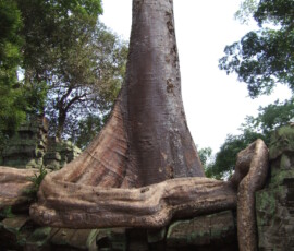 Ta Prohm / タ・プローム