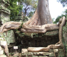 Ta Prohm / タ・プローム