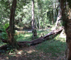 Phnom Kulen / プノン・クーレン